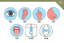 感覺系統